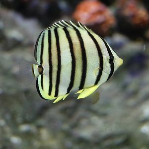 Eight-stripe butterflyfish - Sunshine Aquarium Tokyo, February 2016