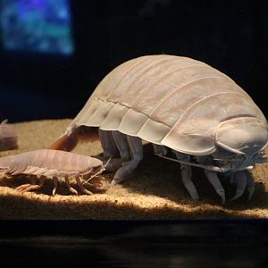 Isopods - Sunshine Aquarium Tokyo, February 2016