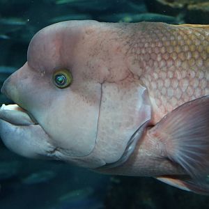 Sheepshead wrasse - Sunshine Aquarium Tokyo, February 2016