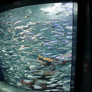Spotted sardine tank - Sunshine Aquarium Tokyo, February 2016