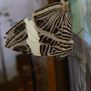 Butterfly - 6 February 2016