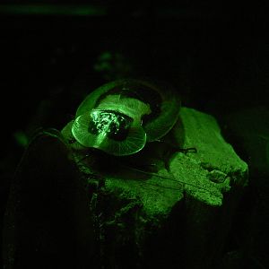 Giant Brazilian Cockroach - 6 February 2016