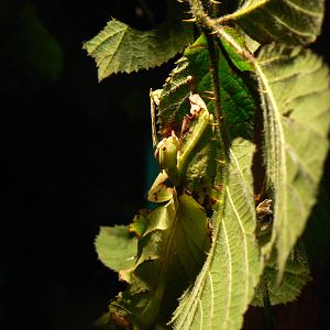 Malaysian Giant Jungle Nymph - 6 February 2016
