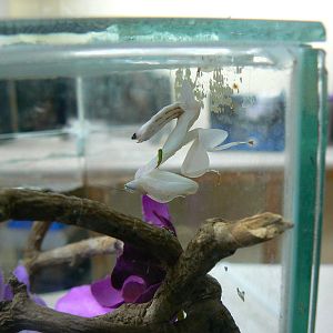 Orchid Mantis - 6 February 2016