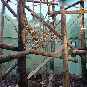 View of Indoor Housing for Brown Spider Monkeys - 6 February 2016