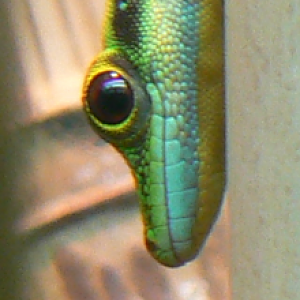 Yellow-headed Day Gecko - 6 February 2016