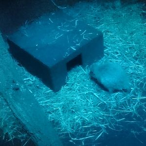 Brush-tailed rat kangaroo