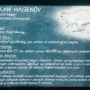 Sign White-striped dorcopsis