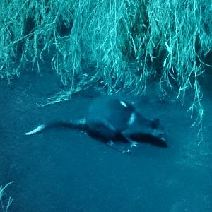 White-striped dorcopsis