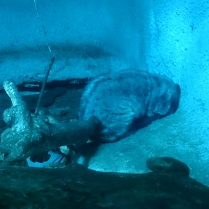 Philippine palm civet