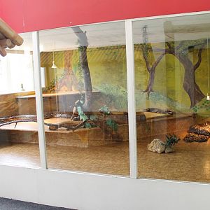 Enclosure Reticulated python