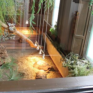 Enclosure Yellow-footed tortoise