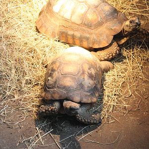 Yellow-footed tortoise