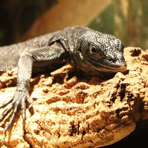 Black tree monitor