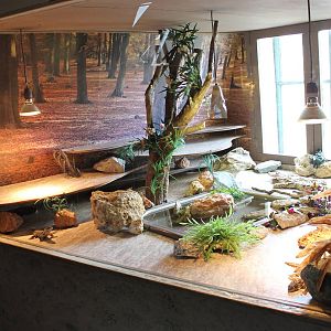 Enclosure Giant girdled lizard