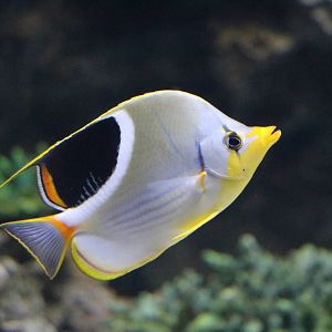 Saddle butterflyfish - Sunshine Aquarium Tokyo, February 2016
