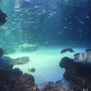 View into main tank - Sunshine Aquarium Tokyo, February 2016