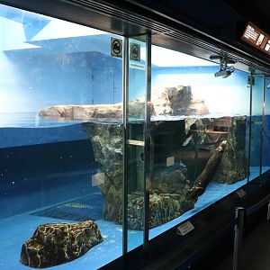 Sea otter enclosure- Sunshine Aquarium Tokyo, February 2016