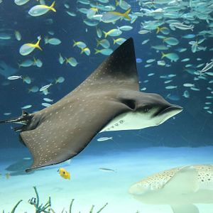Spotted eagle ray - Sunshine Aquarium Tokyo, February 2016