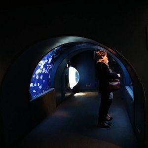 Moon jellyfish tunnel- Sunshine Aquarium Tokyo, February 2016
