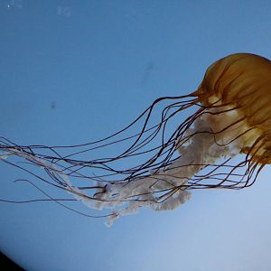 Sea nettle - Sunshine Aquarium Tokyo, February 2016