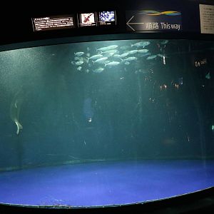 Guitarfish tank- Sunshine Aquarium Tokyo, February 2016