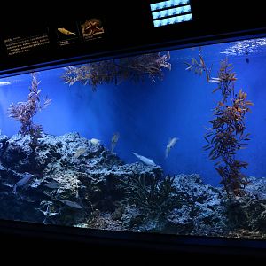 Bigfin reef squid tank - Sunshine Aquarium Tokyo, February 2016
