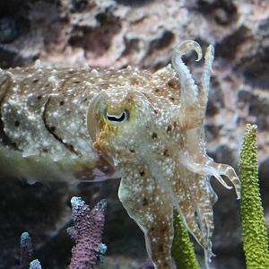 Broadclub cuttlefish - Sunshine Aquarium Tokyo, February 2016
