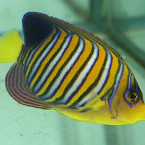 Regal Angelfish (Pygoplites diacanthus)