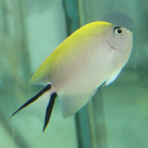 Spotbreast Angelfish (Genicanthus melanospilos)