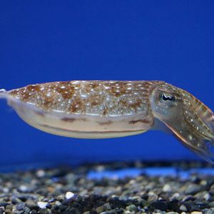 "Species of Kobi cuttlefish" - Sunshine Aquarium Tokyo, February
