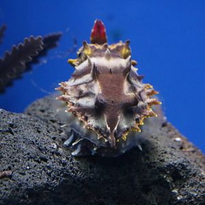 Northern flamboyant cuttlefish - Sunshine Aquarium Tokyo, February 2016