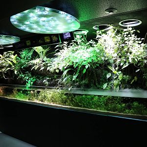 Amazon tank - Sunshine Aquarium Tokyo, February 2016