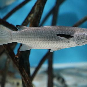 Squaretail mullet - Sunshine Aquarium Tokyo, February 2016