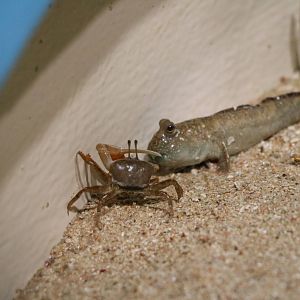Fiddler and mudskipper - Sunshine Aquarium Tokyo, February 2016