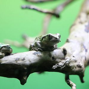 Japanese treefrog - Sunshine Aquarium Tokyo, February 2016