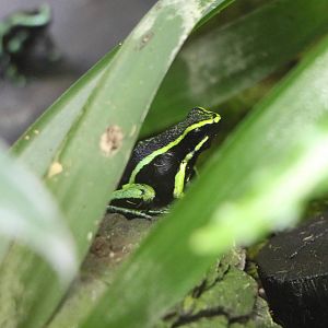 Three-striped poison dart frog- Sunshine Aquarium Tokyo, February 2016