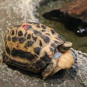 Spider tortoise - Sunshine Aquarium Tokyo, February 2016