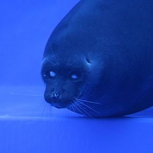 Baikal seal - Sunshine Aquarium Tokyo, February 2016