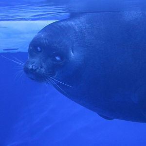 Baikal seal - Sunshine Aquarium Tokyo, February 2016