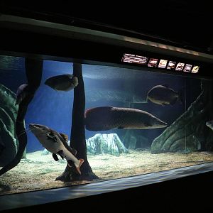 Giant freshwater fish - Sunshine Aquarium Tokyo, February 2016