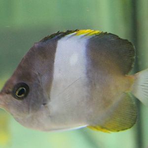 Zoster Butterflyfish (Hemitaurichthys zoster)