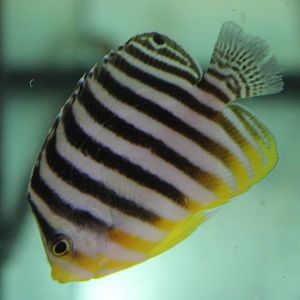 Multibar Angelfish (Paracentropyge multifasciata)