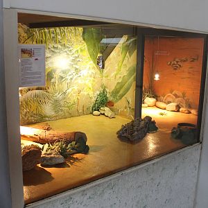 Enclosure North African spiny-tail