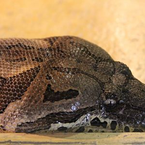 Head Dumeril's boa