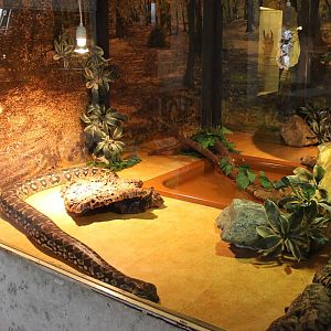 Enclosure Dumeril's boa