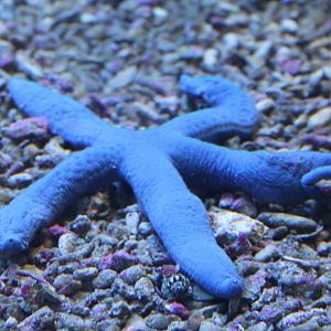 Blue starfish
