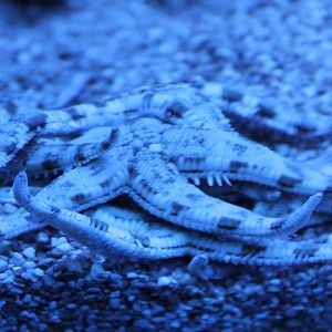 Starfishes