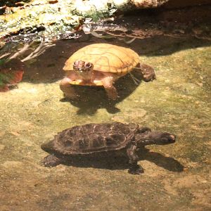 Turtle ID's
