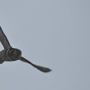 Northern Hawk-Owl - Alaska